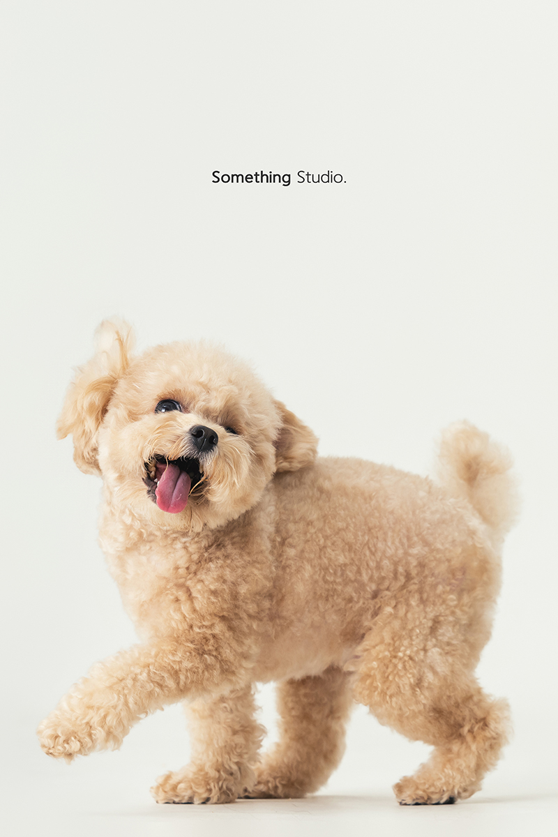 三牲工作室 ,somethingstudio,寵物,寵物攝影,寵物肖像,三牲,something,寵物,寫真,攝影,寫真,攝影工作室,中途,狗,貓,貴賓犬,奶油貴賓