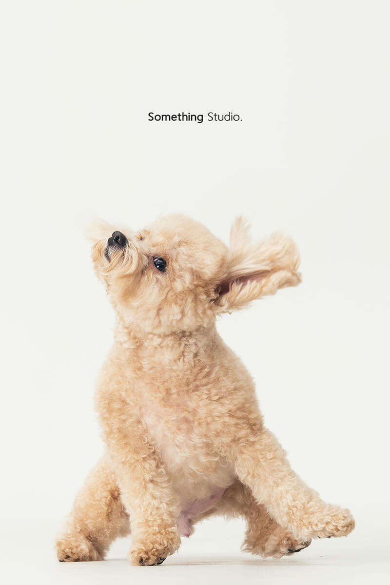 三牲工作室 ,somethingstudio,寵物,寵物攝影,寵物肖像,三牲,something,寵物,寫真,攝影,寫真,攝影工作室,中途,狗,貓,貴賓犬,奶油貴賓
