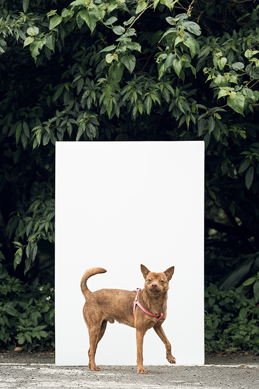 寵物攝影,米克斯,三牲,三牲工作室,somethingstudio,something,待領養,送養,中途攝影,黑狗,新店收容所,中途