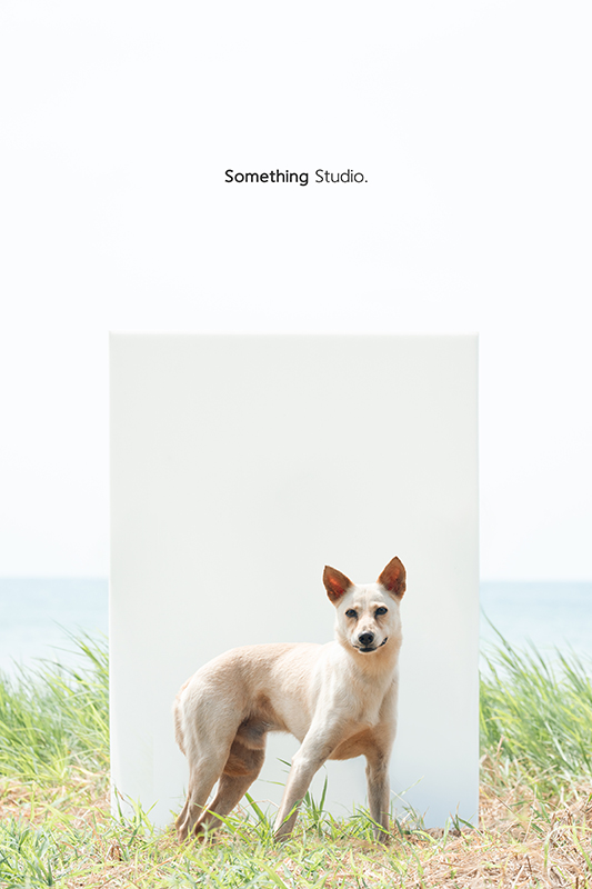 寵物攝影,米克斯,三牲,三牲工作室,somethingstudio,something,待領養,送養,中途攝影,黑狗,淡水收容所,中途