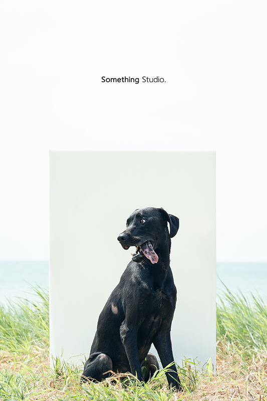 寵物攝影,米克斯,三牲,三牲工作室,somethingstudio,something,待領養,送養,中途攝影,黑狗,淡水收容所,中途