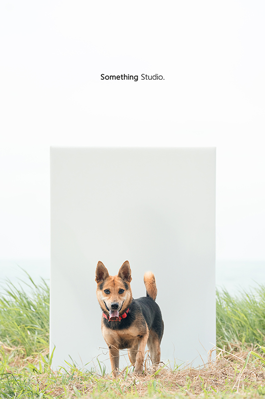 寵物攝影,米克斯,三牲,三牲工作室,somethingstudio,something,待領養,送養,中途攝影,黑狗,淡水收容所,中途