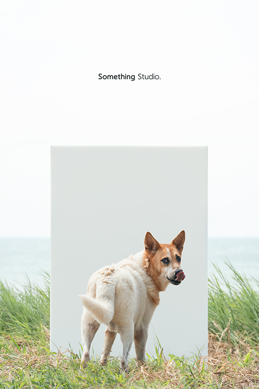 寵物攝影,米克斯,三牲,三牲工作室,somethingstudio,something,待領養,送養,中途攝影,黑狗,淡水收容所,中途