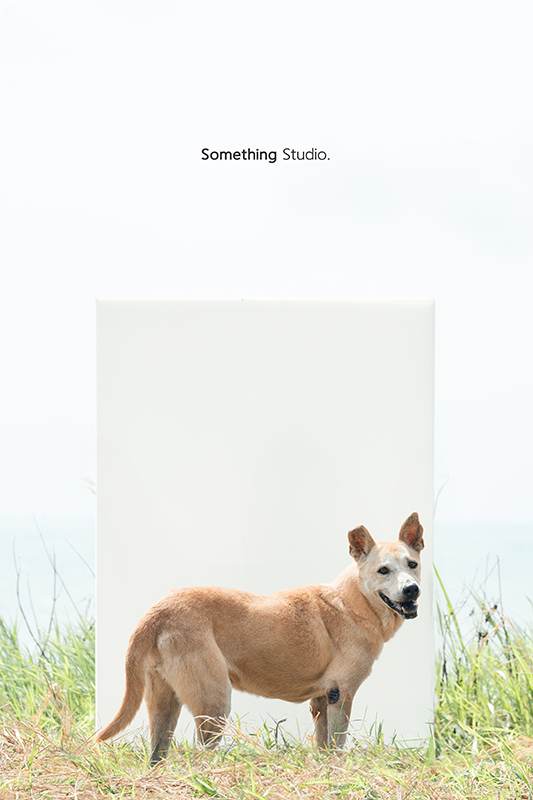 寵物攝影,米克斯,三牲,三牲工作室,somethingstudio,something,待領養,送養,中途攝影,黑狗,淡水收容所,中途