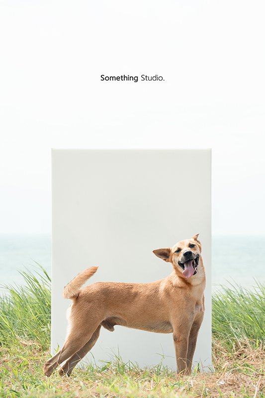 寵物攝影,米克斯,三牲,三牲工作室,somethingstudio,something,待領養,送養,中途攝影,黑狗,淡水收容所,中途