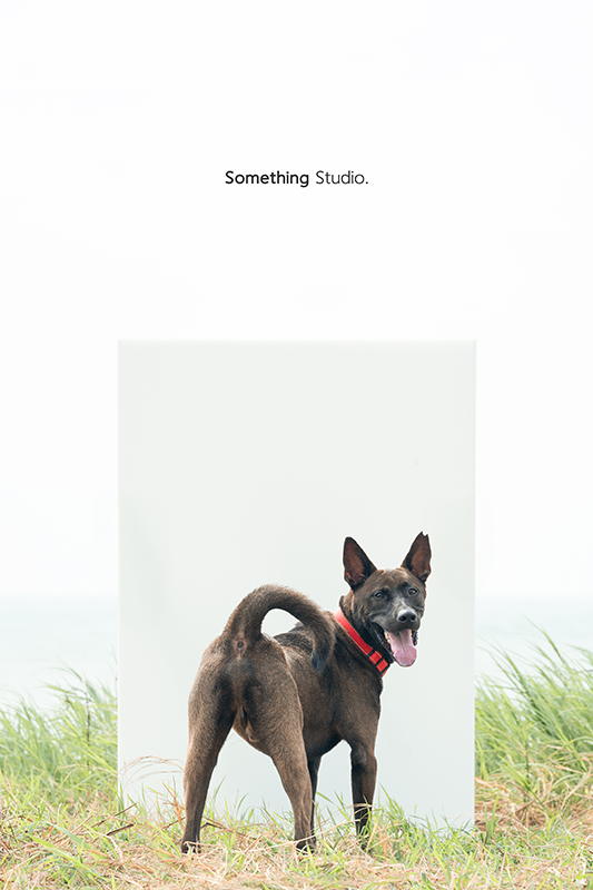 寵物攝影,米克斯,三牲,三牲工作室,somethingstudio,something,待領養,送養,中途攝影,黑狗,淡水收容所,中途