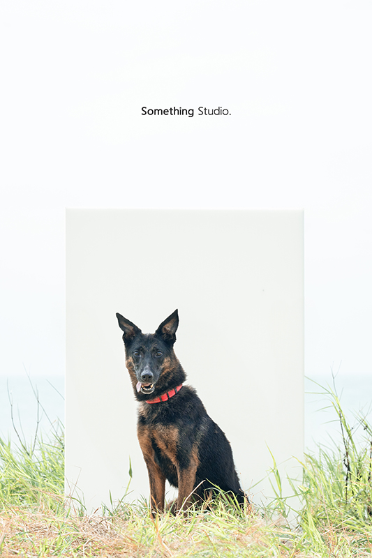 寵物攝影,米克斯,三牲,三牲工作室,somethingstudio,something,待領養,送養,中途攝影,黑狗,淡水收容所,中途
