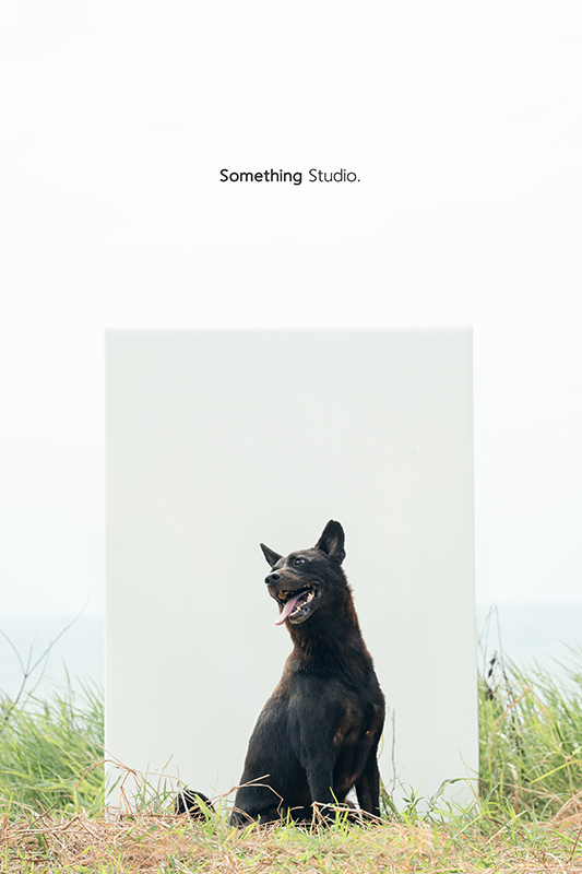 寵物攝影,米克斯,三牲,三牲工作室,somethingstudio,something,待領養,送養,中途攝影,黑狗,淡水收容所,中途