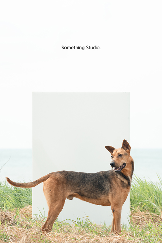 寵物攝影,米克斯,三牲,三牲工作室,somethingstudio,something,待領養,送養,中途攝影,黑狗,淡水收容所,中途
