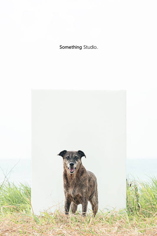寵物攝影,米克斯,三牲,三牲工作室,somethingstudio,something,待領養,送養,中途攝影,黑狗,淡水收容所,中途