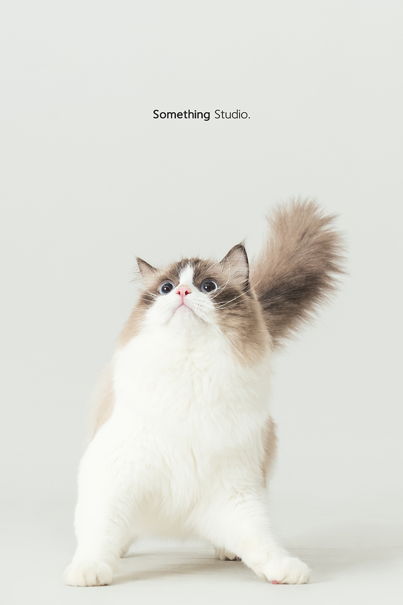 三牲工作室 ,somethingstudio,寵物,寵物攝影,寵物肖像,三牲,something,寵物,寫真,攝影,寫真,攝影工作室,