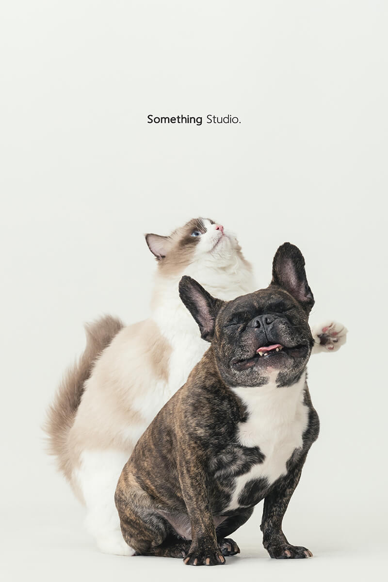 三牲工作室 ,somethingstudio,寵物,寵物攝影,寵物肖像,三牲,something,寵物,寫真,攝影,寫真,攝影工作室,