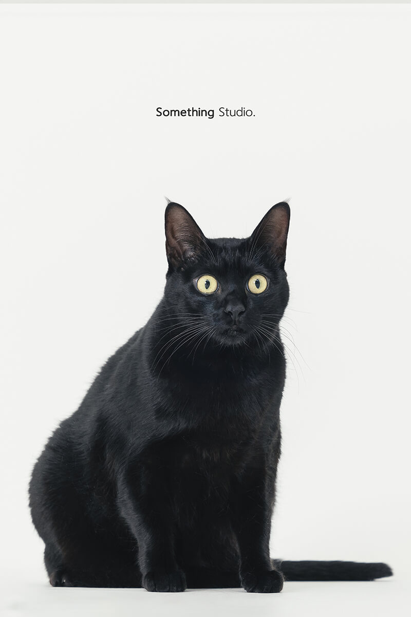 三牲工作室 ,somethingstudio,寵物,寵物攝影,寵物肖像,三牲,something,寵物,寫真,攝影,寫真,攝影工作室,黑貓