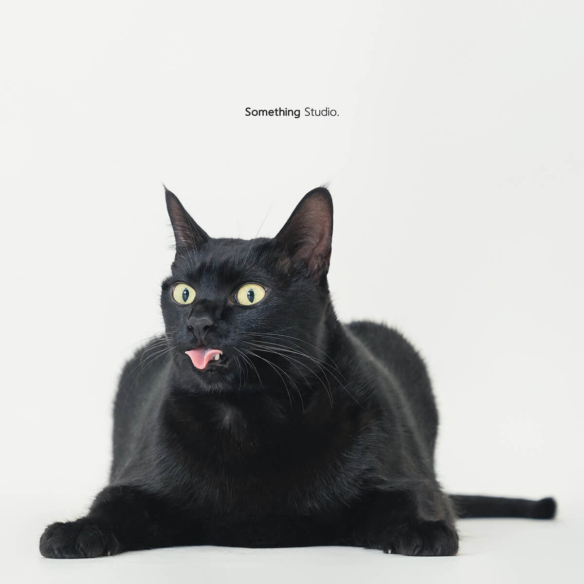 三牲工作室 ,somethingstudio,寵物,寵物攝影,寵物肖像,三牲,something,寵物,寫真,攝影,寫真,攝影工作室,黑貓