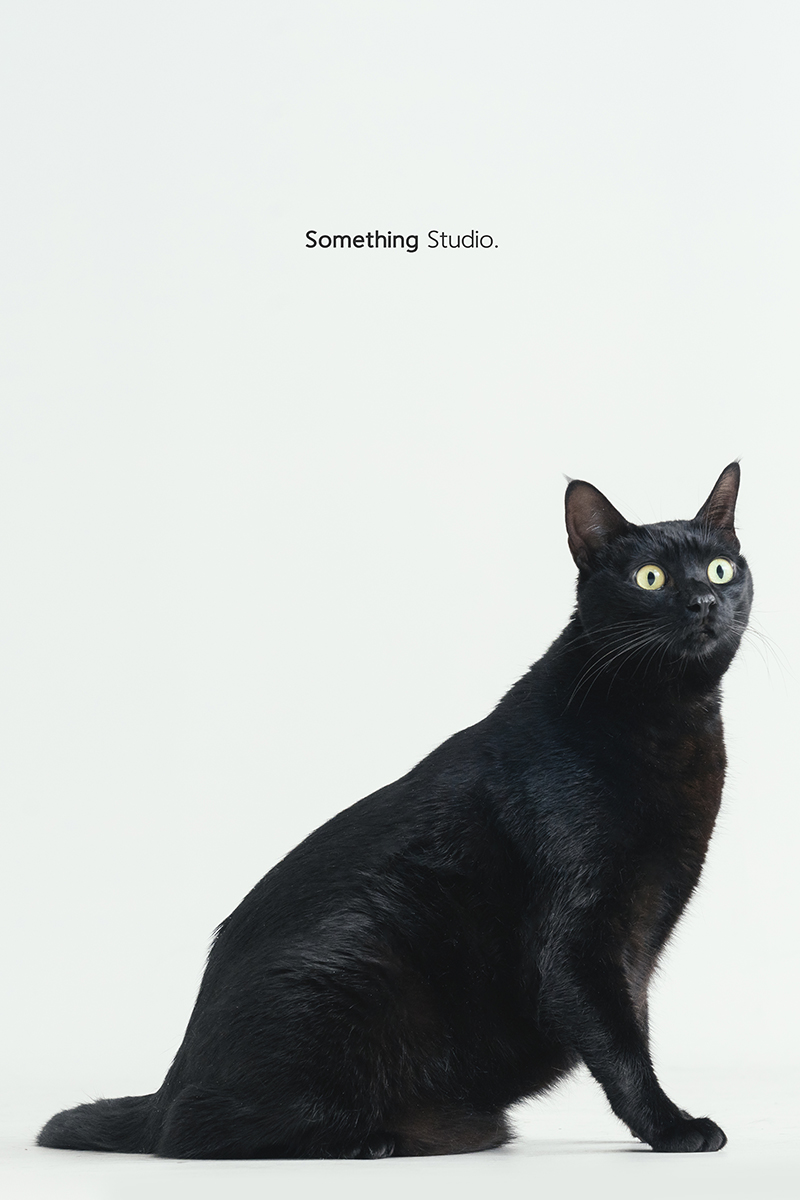 三牲工作室 ,somethingstudio,寵物,寵物攝影,寵物肖像,三牲,something,寵物,寫真,攝影,寫真,攝影工作室,黑貓