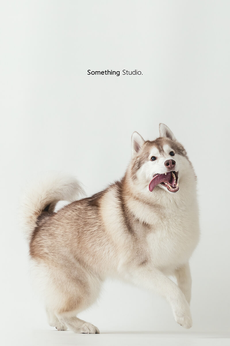 三牲工作室 ,somethingstudio,寵物,寵物攝影,寵物肖像,三牲,something,寵物,寫真,攝影,寫真,攝影工作室,哈士奇