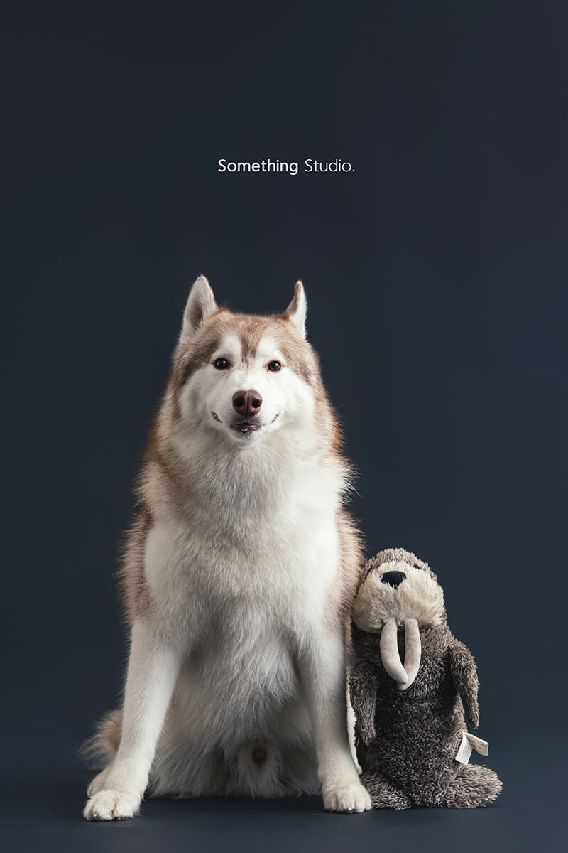 三牲工作室 ,somethingstudio,寵物,寵物攝影,寵物肖像,三牲,something,寵物,寫真,攝影,寫真,攝影工作室,哈士奇