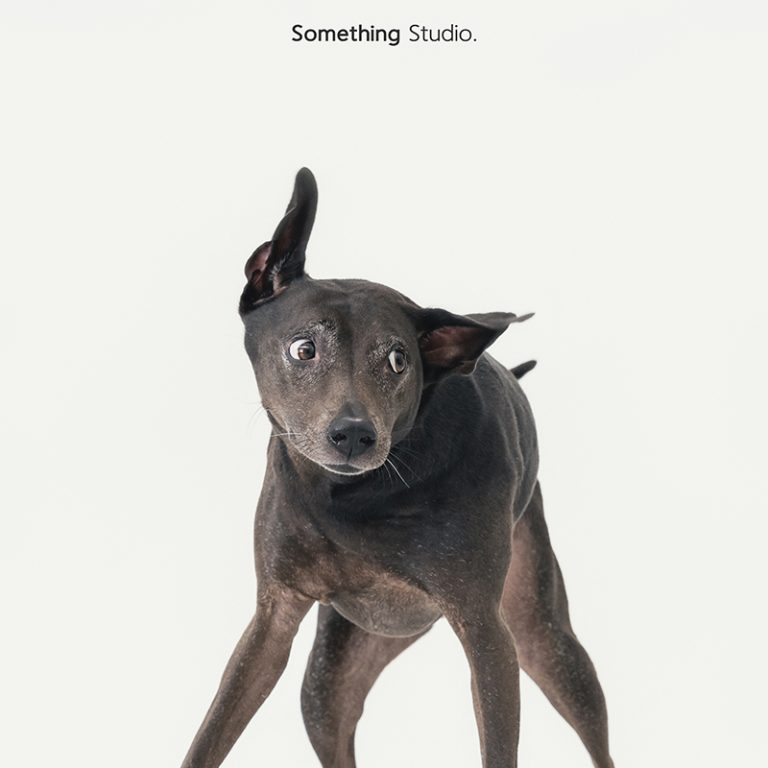 三牲工作室 ,somethingstudio,寵物,寵物攝影,寵物肖像,三牲,something,寵物,寫真,攝影,寫真,攝影工作室,米克斯,狗狗,米克斯寵物攝影