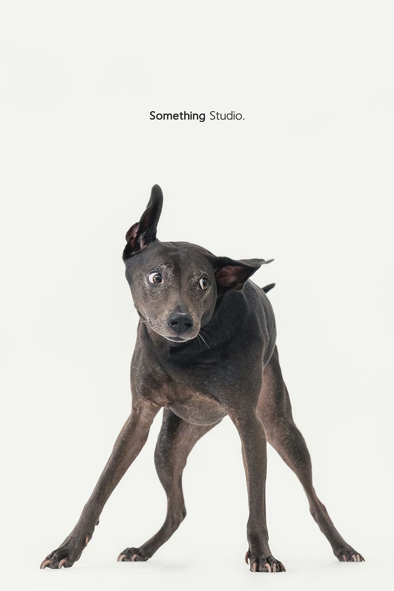 三牲工作室 ,somethingstudio,寵物,寵物攝影,寵物肖像,三牲,something,寵物,寫真,攝影,寫真,攝影工作室,米克斯,狗狗,米克斯寵物攝影