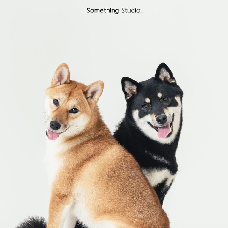 三牲工作室,黑柴,赤柴,somethingstudio,寵物,寵物攝影,寵物肖像,三牲,something,寵物,寫真,攝影,寫真,攝影工作室,柴柴,狗狗,柴犬寵物攝影