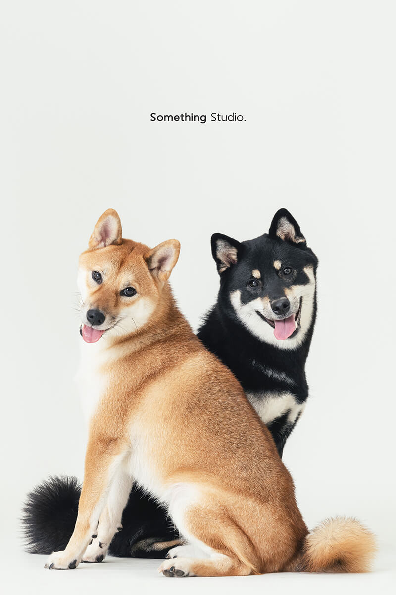三牲工作室,黑柴,赤柴,somethingstudio,寵物,寵物攝影,寵物肖像,三牲,something,寵物,寫真,攝影,寫真,攝影工作室,柴柴,狗狗,柴犬寵物攝影