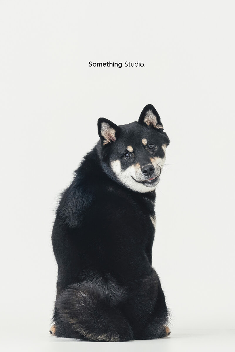 三牲工作室,黑柴,somethingstudio,寵物,寵物攝影,寵物肖像,三牲,something,寵物,寫真,攝影,寫真,攝影工作室,柴柴,狗狗,柴犬寵物攝影