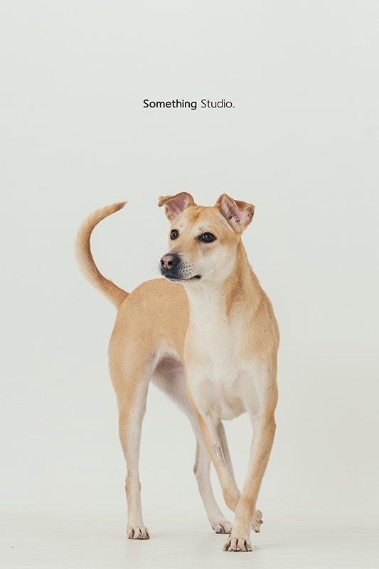 寵物攝影,米克斯,三牲,三牲工作室,somethingstudio,something,待領養,送養,中途攝影
