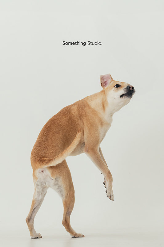 寵物攝影,米克斯,三牲,三牲工作室,somethingstudio,something,待領養,送養,中途攝影