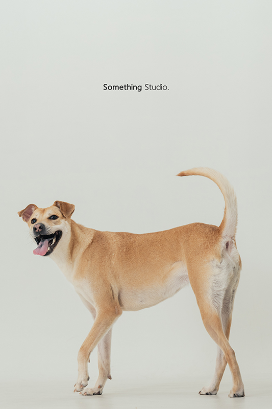 寵物攝影,米克斯,三牲,三牲工作室,somethingstudio,something,待領養,送養,中途攝影