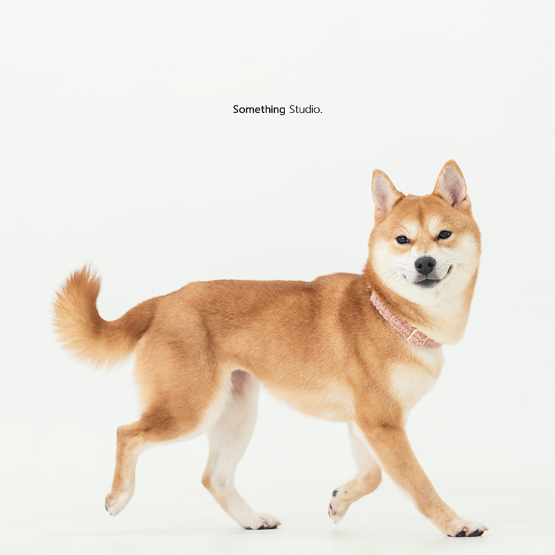 寵物攝影,米克斯,三牲,三牲工作室,somethingstudio,something,待領養,送養,中途攝影,柴犬