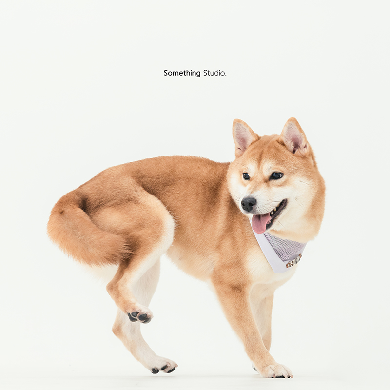 寵物攝影,米克斯,三牲,三牲工作室,somethingstudio,something,待領養,送養,中途攝影,柴犬