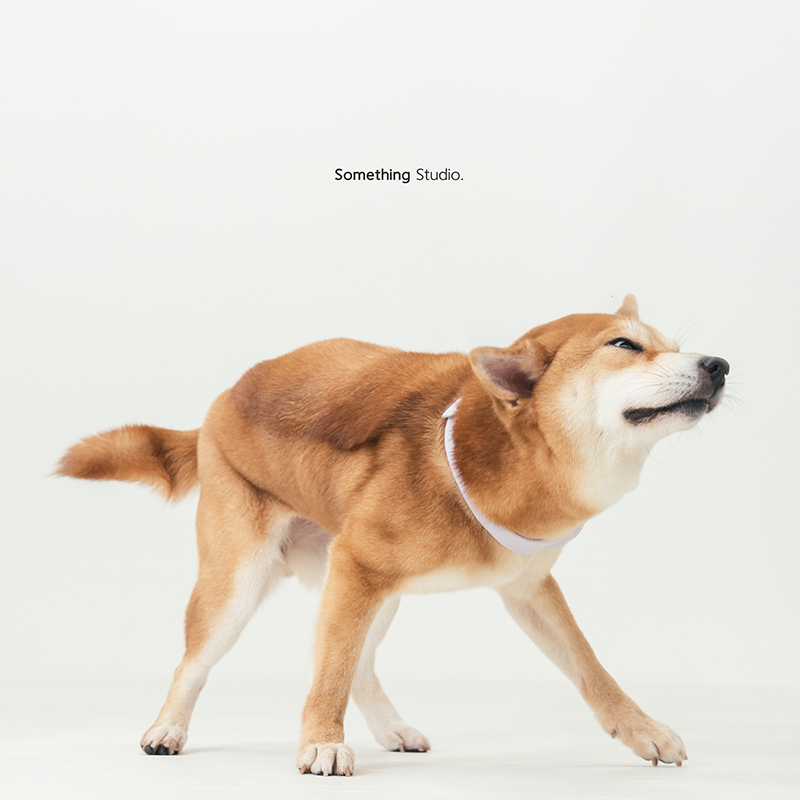 寵物攝影,米克斯,三牲,三牲工作室,somethingstudio,something,待領養,送養,中途攝影,柴犬