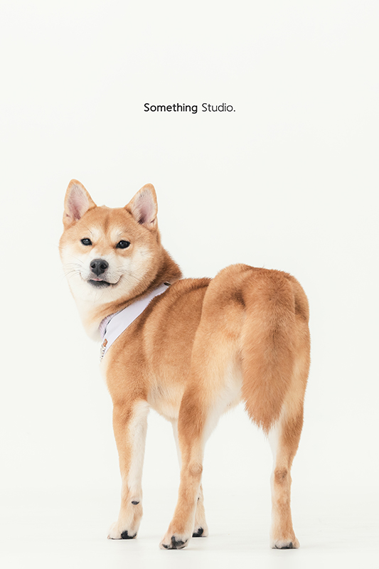 寵物攝影,米克斯,三牲,三牲工作室,somethingstudio,something,待領養,送養,中途攝影,柴犬
