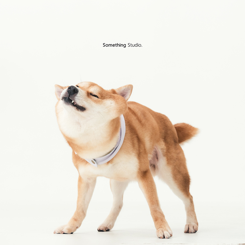 寵物攝影,米克斯,三牲,三牲工作室,somethingstudio,something,待領養,送養,中途攝影,柴犬