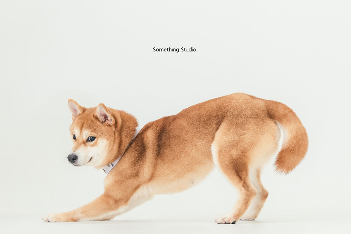 寵物攝影,米克斯,三牲,三牲工作室,somethingstudio,something,待領養,送養,中途攝影,柴犬