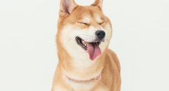 三牲工作室寵物攝影