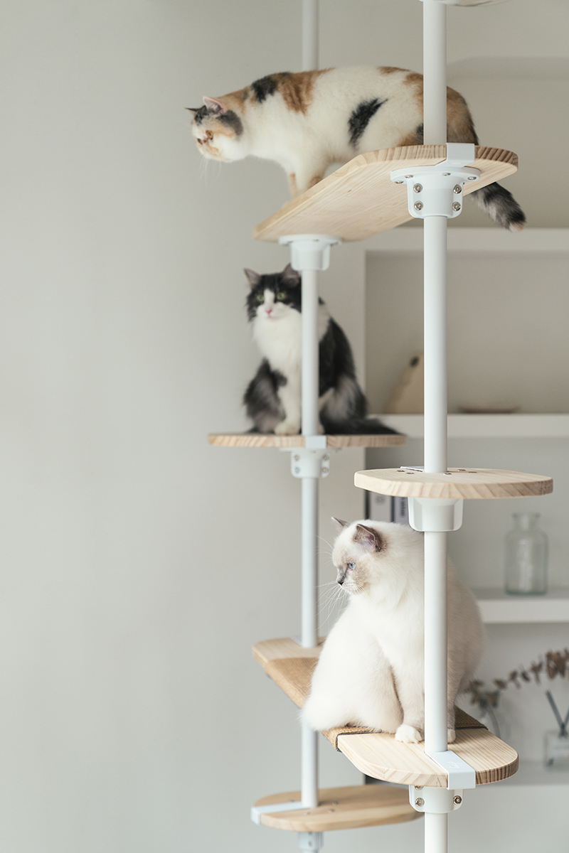 拍拍貓跳台,拍拍貓選品,貓跳台,寵物用品,cat tree, cat,貓咪,家用貓跳台,商業空間貓跳台,三牲工作室,商業攝影,三牲商業攝影,貓商業攝影