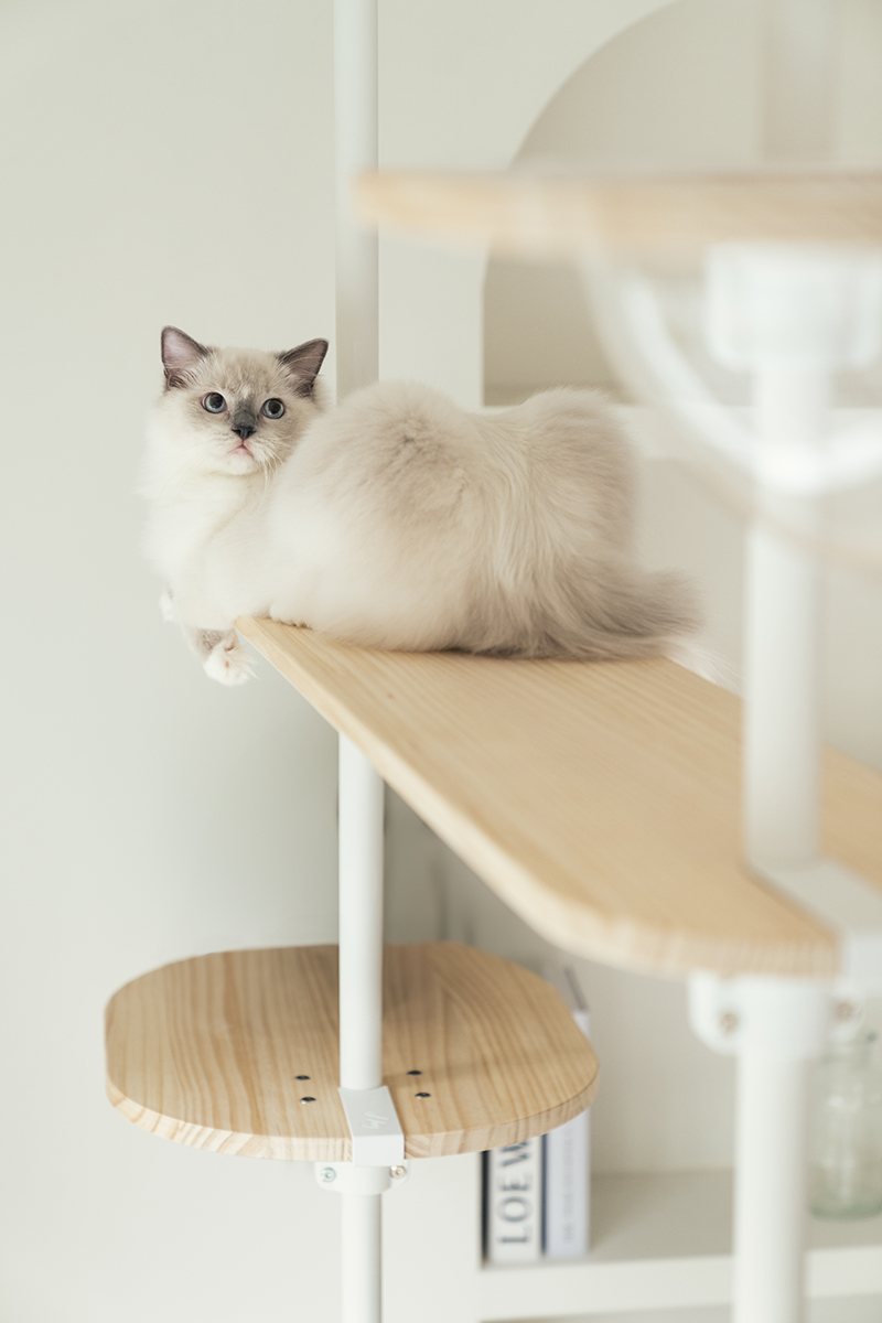 拍拍貓跳台,拍拍貓選品,貓跳台,寵物用品,cat tree, cat,貓咪,家用貓跳台,商業空間貓跳台,三牲工作室,商業攝影,三牲商業攝影,貓商業攝影