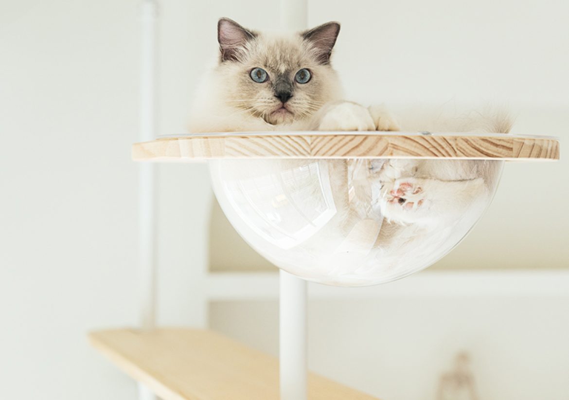 拍拍貓跳台,拍拍貓選品,貓跳台,寵物用品,cat tree, cat,貓咪,家用貓跳台,商業空間貓跳台,三牲工作室,商業攝影,三牲商業攝影,貓商業攝影