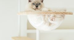 拍拍貓跳台,拍拍貓選品,貓跳台,寵物用品,cat tree, cat,貓咪,家用貓跳台,商業空間貓跳台,三牲工作室,商業攝影,三牲商業攝影,貓商業攝影