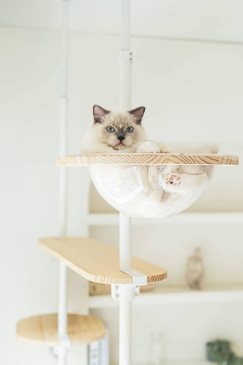 拍拍貓跳台,拍拍貓選品,貓跳台,寵物用品,cat tree, cat,貓咪,家用貓跳台,商業空間貓跳台,三牲工作室,商業攝影,三牲商業攝影,貓商業攝影
