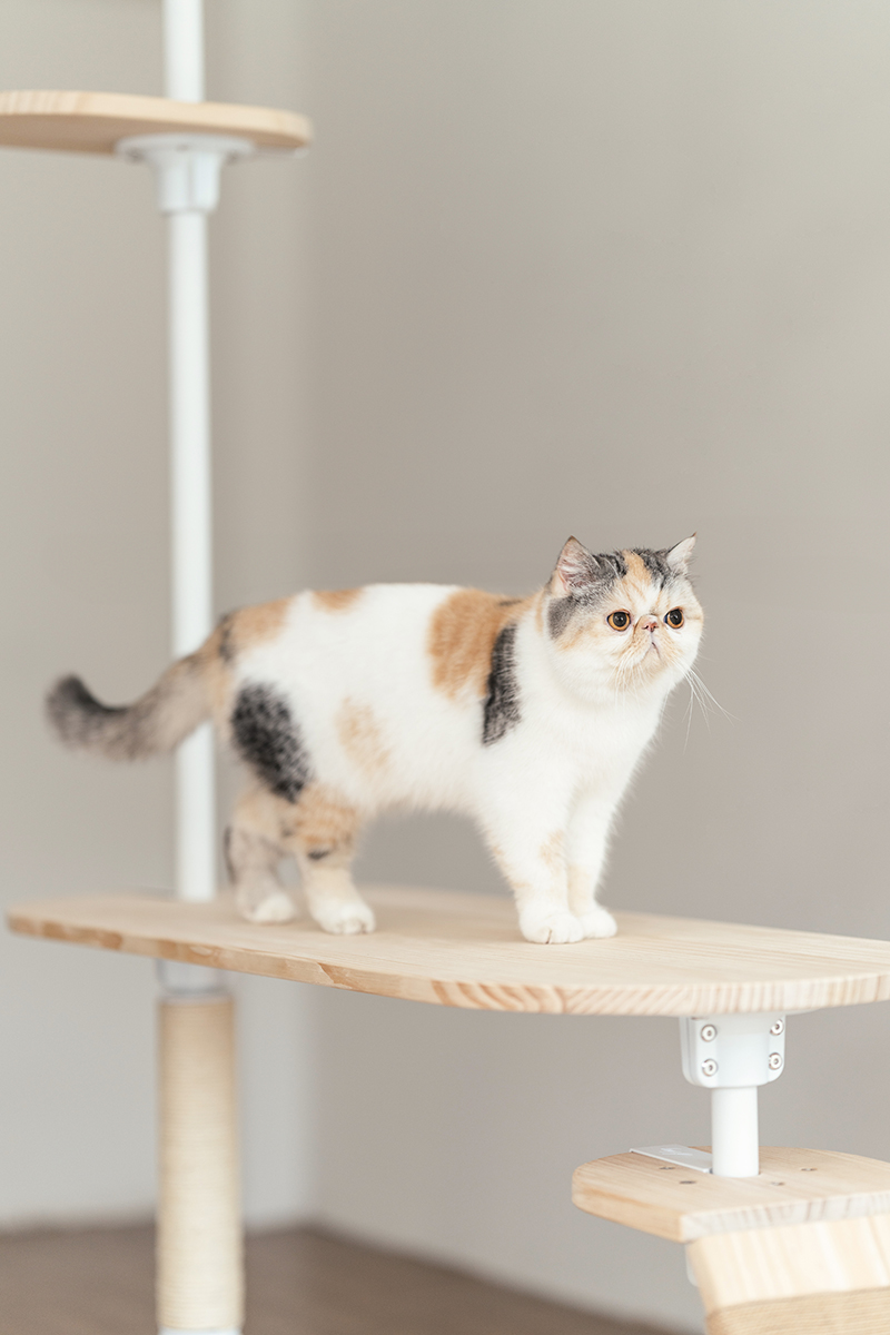 拍拍貓跳台,拍拍貓選品,貓跳台,寵物用品,cat tree, cat,貓咪,家用貓跳台,商業空間貓跳台,三牲工作室,商業攝影,三牲商業攝影,貓商業攝影