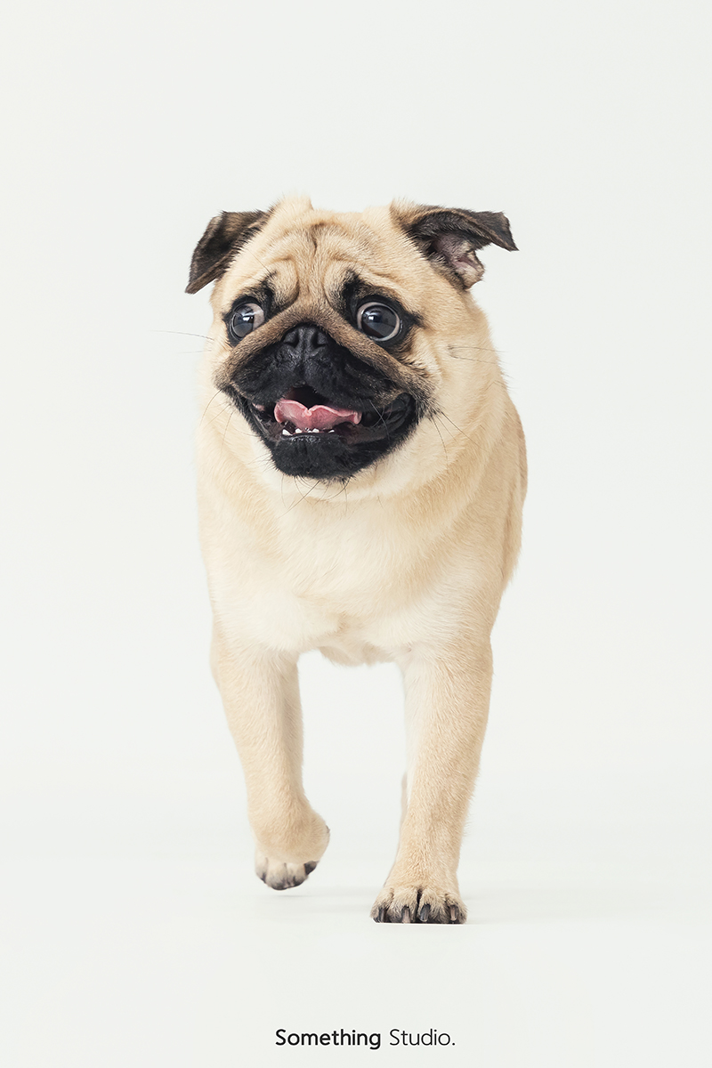 巴哥犬,寵物攝影,三牲工作室,寵物狗,狗狗,寵物,毛孩