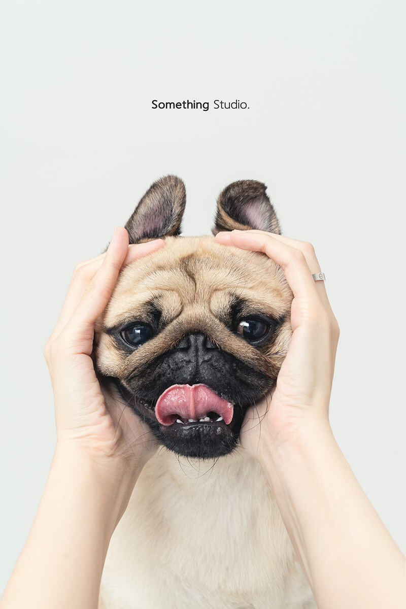巴哥犬,寵物攝影,三牲工作室,寵物狗,狗狗,寵物,毛孩