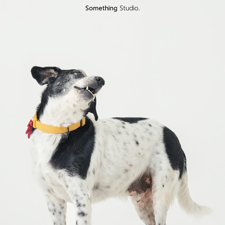 三牲工作室 ,somethingstudio,寵物,寵物攝影,寵物肖像,三牲,something,寵物,寫真,攝影,寫真,攝影工作室,米克斯,狗狗,米克斯寵物攝影,乳牛狗