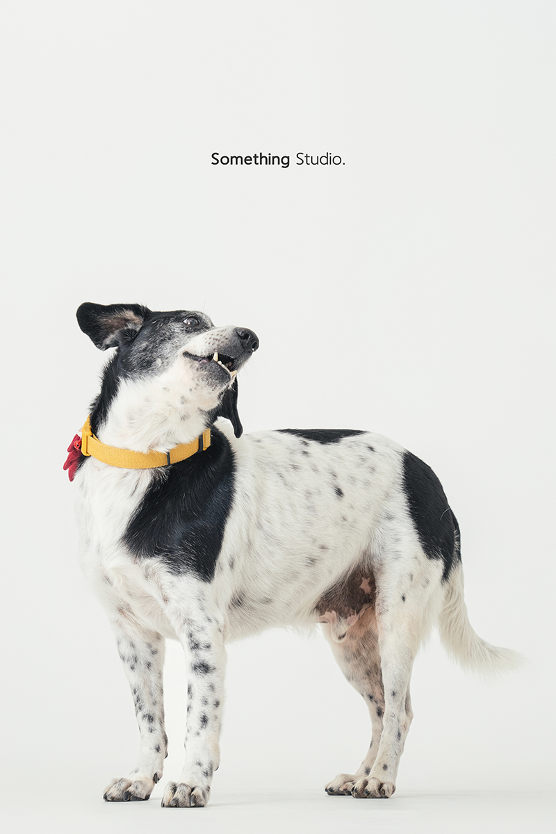 三牲工作室 ,somethingstudio,寵物,寵物攝影,寵物肖像,三牲,something,寵物,寫真,攝影,寫真,攝影工作室,米克斯,狗狗,米克斯寵物攝影,乳牛狗