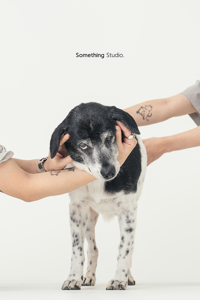 三牲工作室 ,somethingstudio,寵物,寵物攝影,寵物肖像,三牲,something,寵物,寫真,攝影,寫真,攝影工作室,米克斯,狗狗,米克斯寵物攝影,乳牛狗