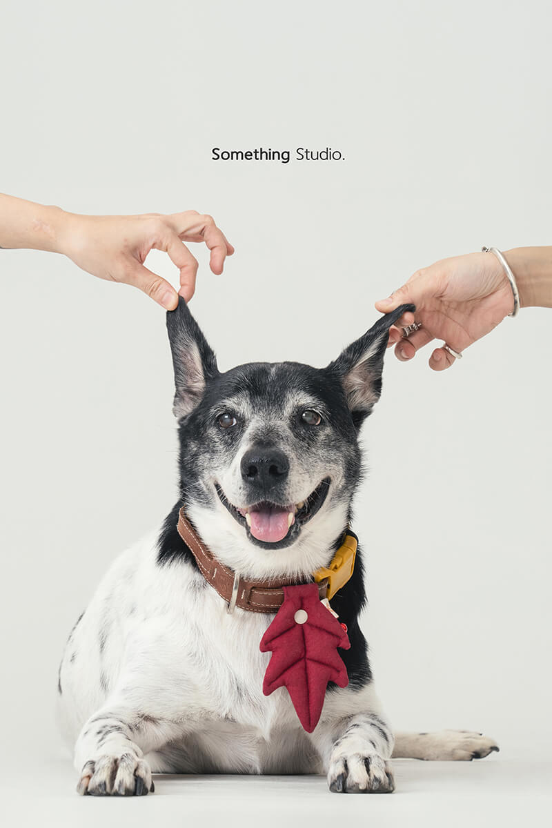 三牲工作室のミックス犬のペットポートレート作品