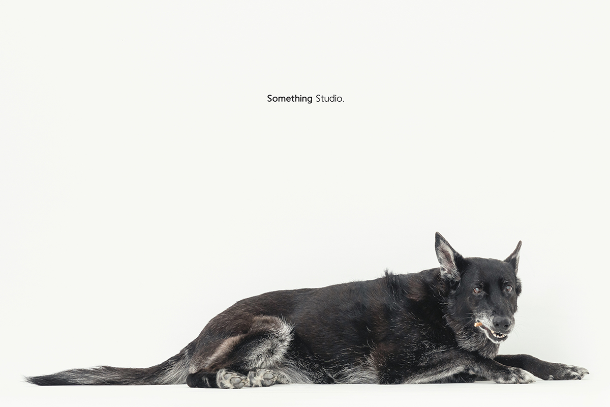 三牲工作室 ,somethingstudio,寵物,寵物攝影,寵物肖像,三牲,something,寵物,寫真,攝影,寫真,攝影工作室,米克斯,狗狗,狼犬寵物攝影,黑狗,狼犬