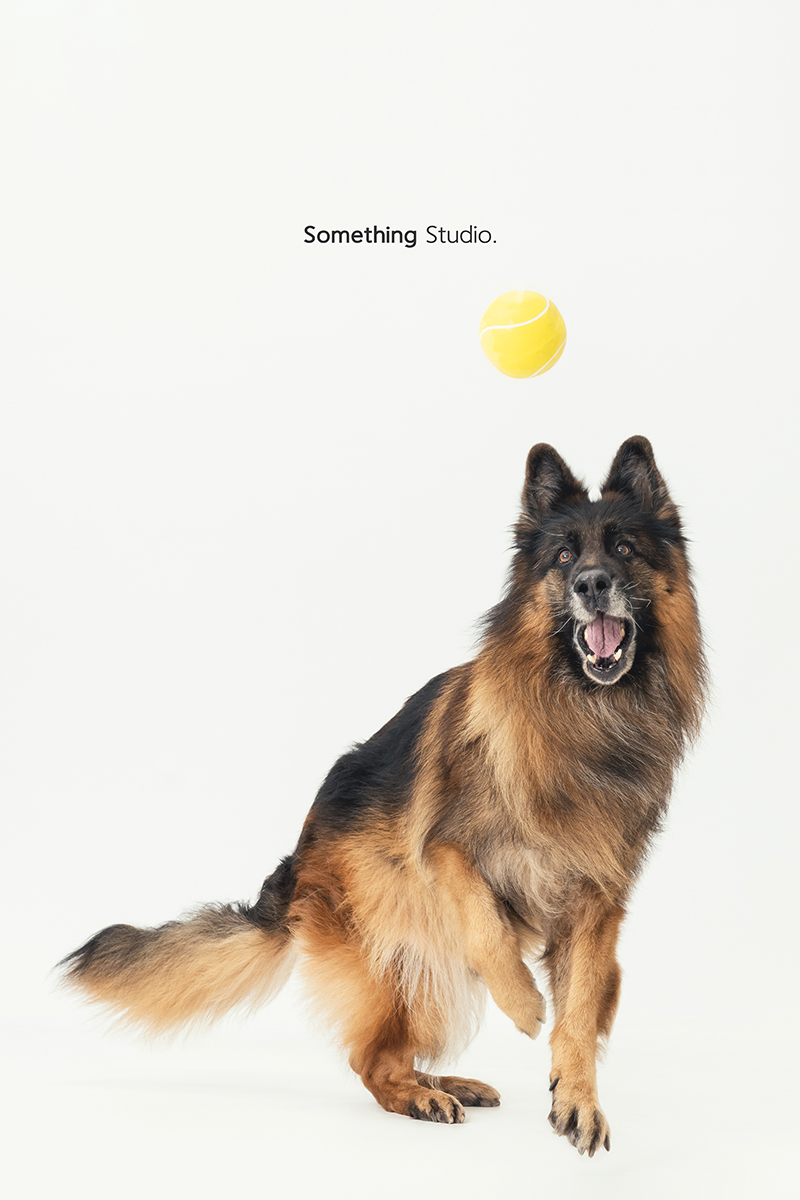 三牲工作室 ,somethingstudio,寵物,寵物攝影,寵物肖像,三牲,something,寵物,寫真,攝影,寫真,攝影工作室,米克斯,狗狗,狼犬寵物攝影,黑狗,狼犬